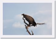 08AkageraAllDayGameDrive - 124 * African White-backed Vulture.
